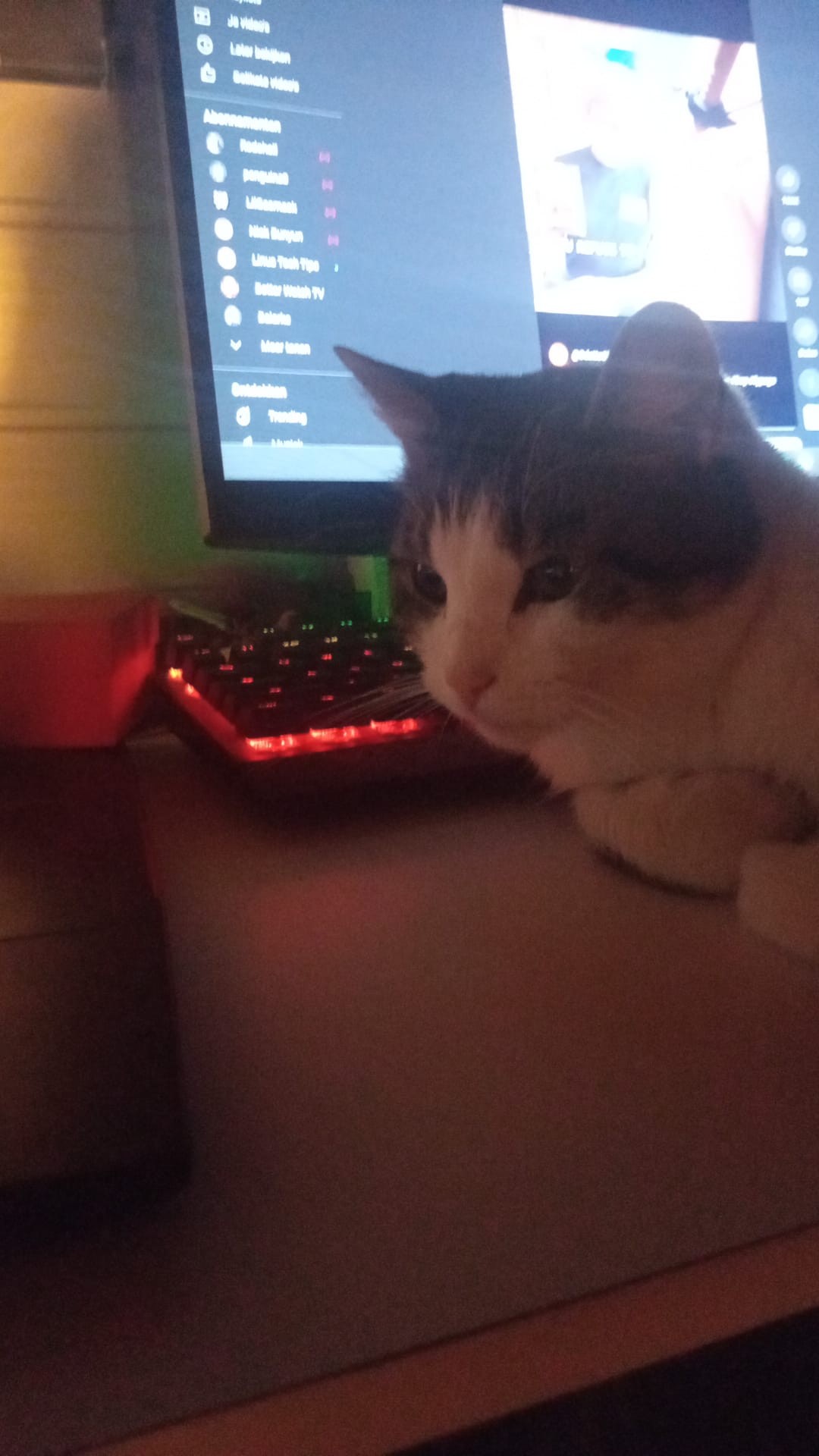 Tommy houdt van de pc